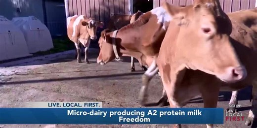Micro-dairy near Green Bay produces A2 protein milk
