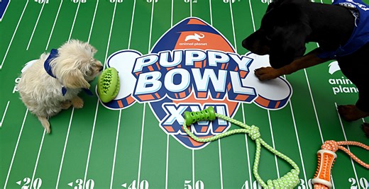 Viral Puppy Bowl Dog Named Teigan Died Months Before Special Aired Leaving Fans Heartbroken