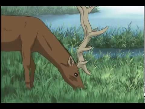 Wolf's Rain AMV - Paradise (Coldplay)