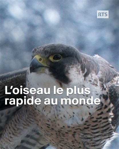 Le Faucon pèlerin, l'oiseau le plus rapide du monde qui habite en ville ! Retrouvez le reportage en entier en commentaire #faucon #oiseaux #rapaces #reval | RADIO TELEVISION SUISSE (RTS)
