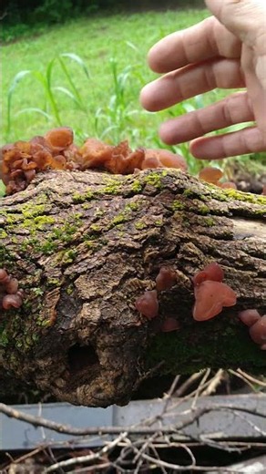 Ohio mushroom foraging wood eared Brown jelly mushroom