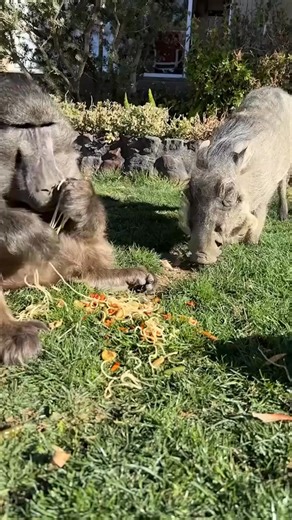Cindy the Baboon does NOT share food! 😱 #baboon #farmlife #funny #animallover #wildlifelover | Redford the bull