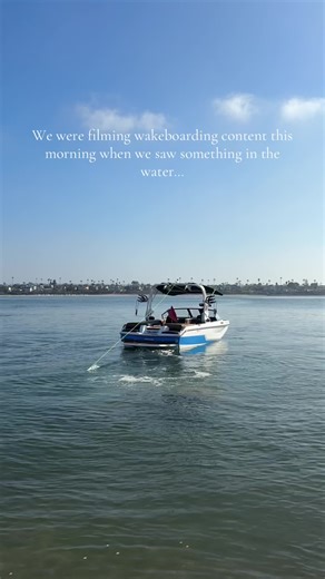 Dolphins playing in the bay this morning #sandiego #wakeboarding