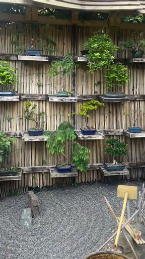 Frame a Bonsai #bonsai