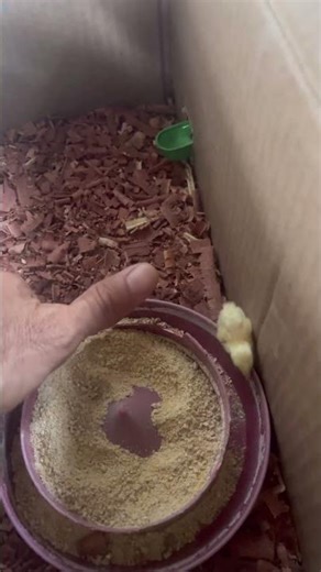 LOOK HOW BIG CHINESE QUAILS GROW TO BE!