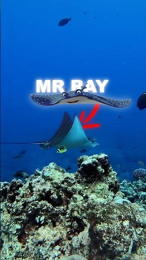 Finding Nemo’s Cast IRL