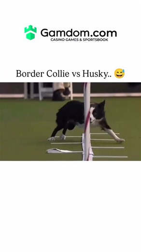Universal Club on Instagram: "The video captures a Purina Pro Plan agility competition where a Border Collie swiftly completes an obstacle course in under 20 seconds, showcasing the breed's renowned speed and focus, while a Husky ambles through it leisurely over 30 seconds, highlighting its more independent temperament. Border Collies rank first in Stanley Coren's 1994 intelligence rankings for working/obedience based on 200 judges' assessments, excelling in herding tasks that demand precision,