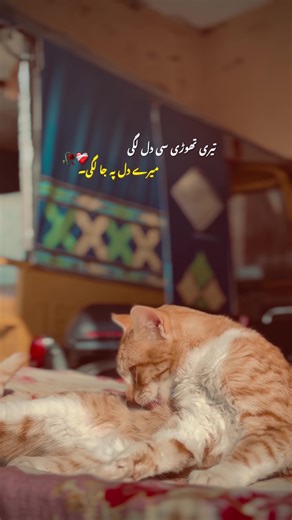 دل پے جا لگی 🥀 #urdulines🥀 #lines💖 #xyli_aesthic✨🦋 #cautionpoetry #amber @user33637748808