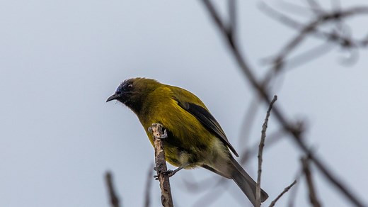 New Zealand's bold plan to save endangered animals: kill millions of invasive animals