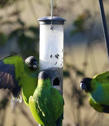 Some slowmo nanday parakeet feeder time for you #birdphotography #floridabirds #wildlifephotographer #wildlifephotography