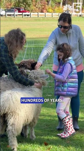 Sheep racing?!? Vermont town celebrates rural roots with sheep festival
