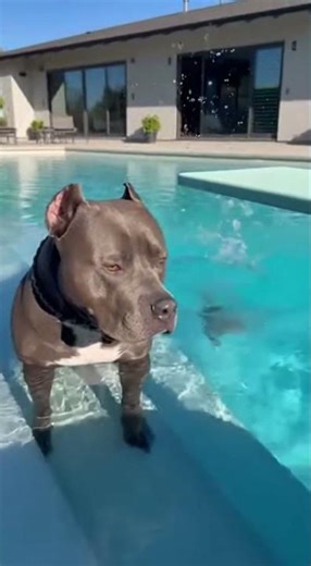 This Pitbull and Chihuahua’s Playtime Will Make Your Entire Day – TOO FUNNY!