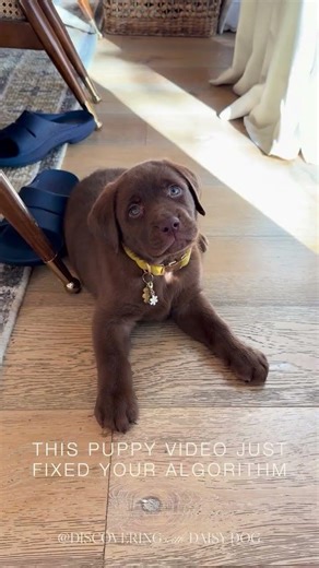 A cute chocolate lab puppy here to brighten your timeline