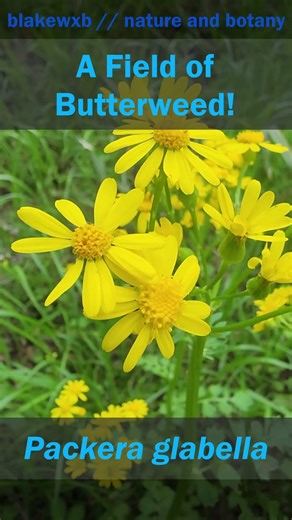 A Field of Butterweed!! (Packera glabella) #nature #botany #plants #flowers #asteraceae