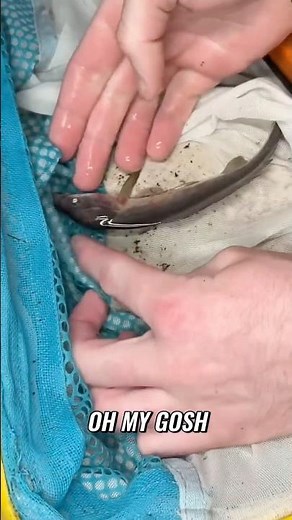 I Found Crazy Creatures in an Abandoned Pool! #fish #frog #creatures #animals #wildlife