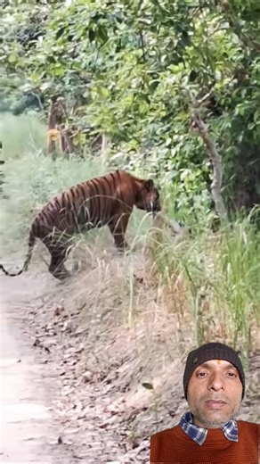 Tiger vs Bull: Brutal Power Test!