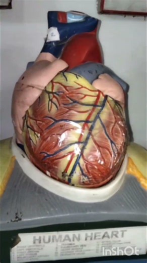 Inside a Medical Student’s Dissection Hall 😱| First Time Seeing a Cadaver😭 #ytshorts #shorts #neet