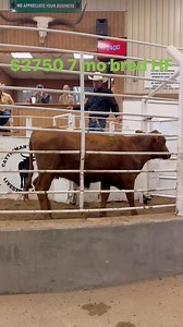 Nice red Brangus Heifer bred 7 months sold for $2750 at Cattleman's Columbus Livestock Auction on their special sale. #texas #USA ranching #cattlemanscolumbuslivestock | Christian Lattouf