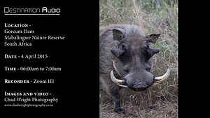 African bush sounds | Mabalingwe Nature Reserve #1, South Africa - Sunrise nature sounds 🌍 108