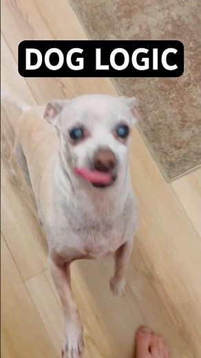 Hyper Chihuahua Cheese Tantrum 😡🐶 #￼funnydogs #petcomedy #viralshorts