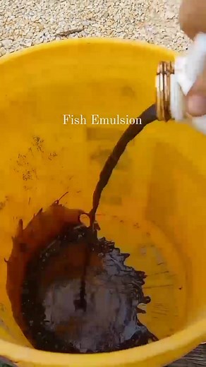 Foliar Spray Recipe! Perfect for Organic gardening and makes the best and most affordable fertilizer🌷🌷🌷 | B. Blumen Flower Farm