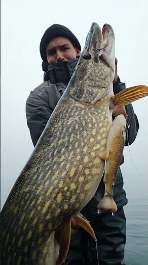 The Secret Weapon for Trophy Pike fishing! 🤯🔥 #pike #fishing