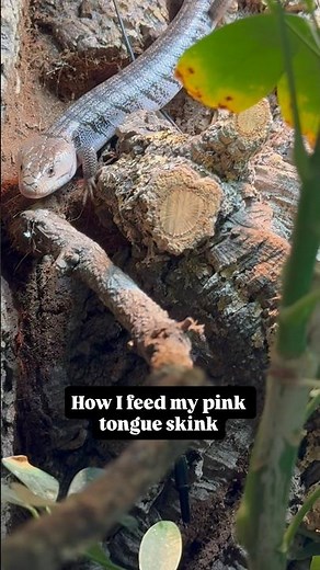 Let Your Lizards Find Their Food | Reptile Enrichment