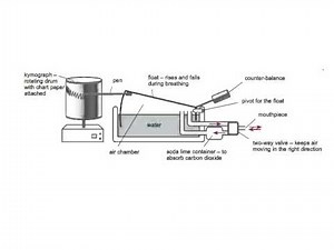spirometer trace AS OCR Biology WHS