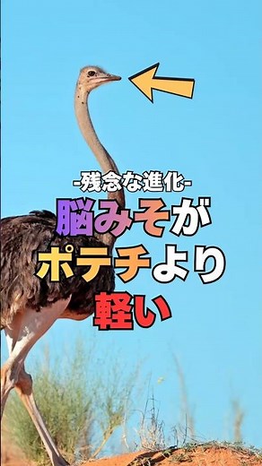 ダチョウ-脳みそが予想以上に小さい