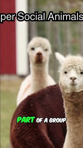 Alpacas: Friendly Creatures & Their Unique Humming Sounds