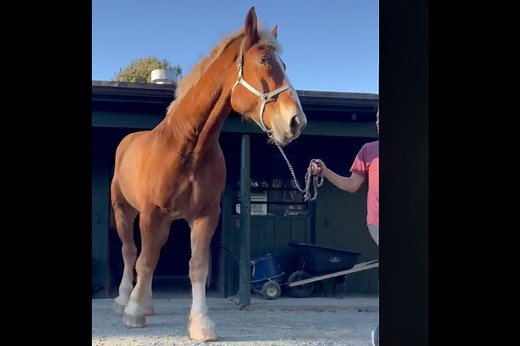 Meet Big John: Massive Belgian Draft Horse Rescued In The Nick Of Time