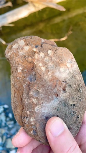 Fossil prints #naturelovers #fossils