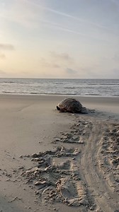 See ya later, Tucker! 🐢 This loggerhead was first tagged in 2022 and returned to Jekyll Island to nest once again. Even more special—Tucker was the very first turtle our team encountered this nesting season! | Georgia Sea Turtle Center