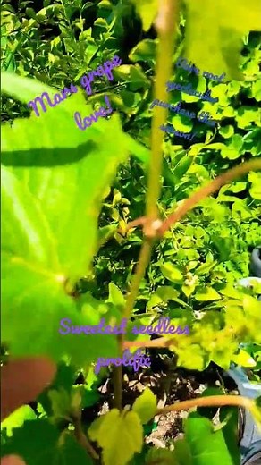 Mars Grape so easy to grow big juicy seedless grapes that bring so much color and grows quickly! 5/8