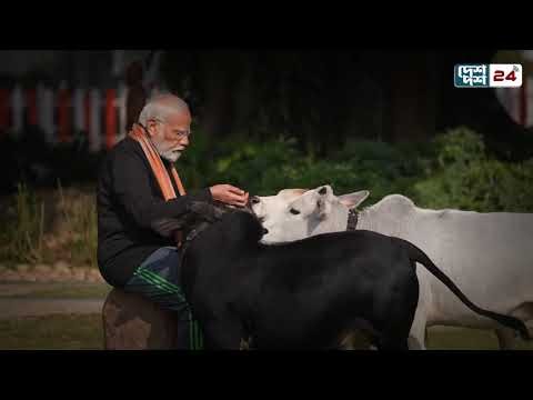 ভারতে গো’ বর-গো’ মূ’ ত্র থেকে ক্যান্সার চিকিৎসা