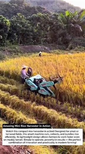 Amazing Mini Rice Harvester in Action – Small But Powerful!