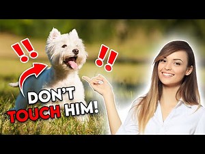 5 Things Only Westie Dog Owners Understand