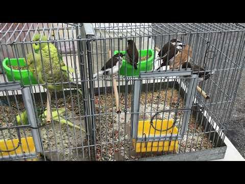 Finch birds for Sale at Central Jersey Variety Pigeon Club Sell & Swap