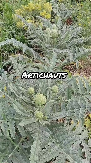 🥬 Produire ses Artichauts 🌱 👨‍🌾 En avril, on commence à récolter les artichauts plantés en septembre dans un sol très riche en humus et bien exposé au soleil. Ces derniers apprécient les sols vraiment fertiles, c'est pourquoi un apport de fumier à l'automne ou au printemps sera recommandé 📝 La culture de l'artichaut est assez simple à condition qu'on le préserve des fortes gelées et des excès d'humidité. Plante très gourmande en azote, il est intéressant de planter à proximité diverses Faba