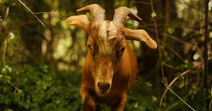 Forget ‘Love Island.’ Tennessee Has an Isle of Goats.