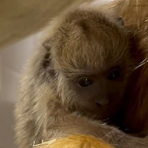 There’s a new bundle of joy at Audubon Zoo! A male baby howler monkey was born on October 27 to first time mom Nakum and dad Guiseppe as part as our participation in the Howler Monkey Species Survival Plan (SSP). Both mom and baby are healthy, and after spending time together bonding, they can now be seen with the rest of the howler monkey family in World of Primates. Stay tuned for his name! | Audubon Zoo