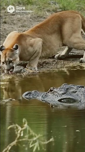 ​🦁 Gator Ambush: Cougar's Narrow Escape! (Epic Wildlife Showdown) #ai #wildlife #animals #cougars