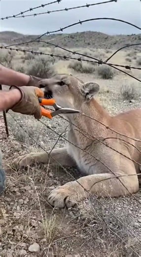 A Puma Knocked on a Man’s Door… Then Led Him to a Trapped Mate 🐆#Puma#AnimalRescue#WildlifeRescue