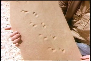 The Grand Canyon: The Top Two Rock Layers | PBS LearningMedia