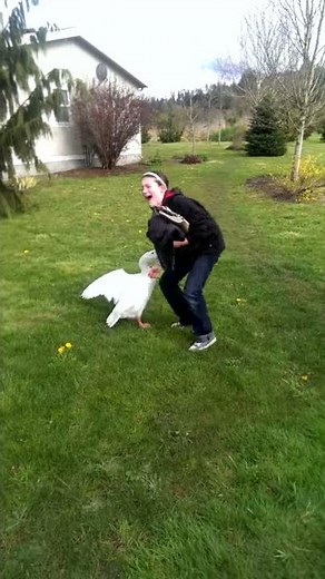Guard goose attack.