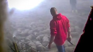 Animal activist group secretly tapes euthanization of pigs, alleges they were 'roasted alive'
