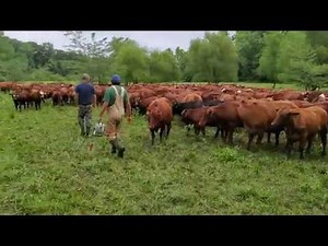 Greg Judy sorts cattle on pasture without steel corral, no stress.