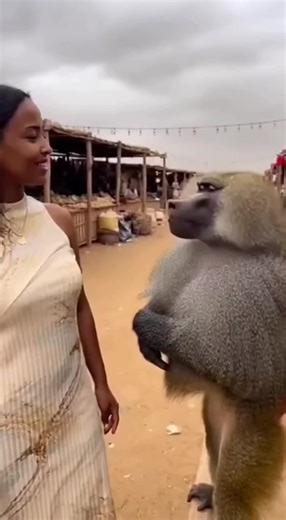 لحظة كوميدية عفوية بين فتاة سودانية وقرد في السوق! ضحك، مقالب، وأجواء خفيفة من قلب التراث السوداني. مشهد سينمائي photorealistic يحاكي صداقات غير متوقعة ولحظات ممتعة. . . . #سودان #قرد_ومرح #ضحك_وتسلية #مشهد_كوميدي #تيك_توك_مضحك