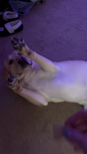 My baby shot me down… #puppy