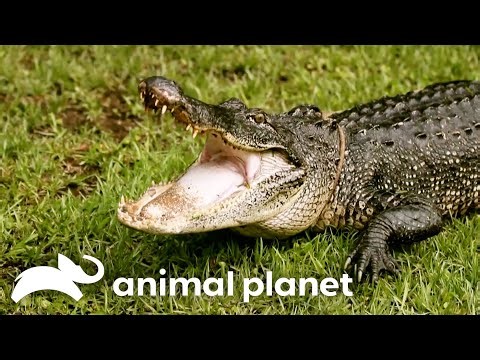 The Gator Boys Battle a 15 FOOT Gator! | Gator Boys | Animal Planet